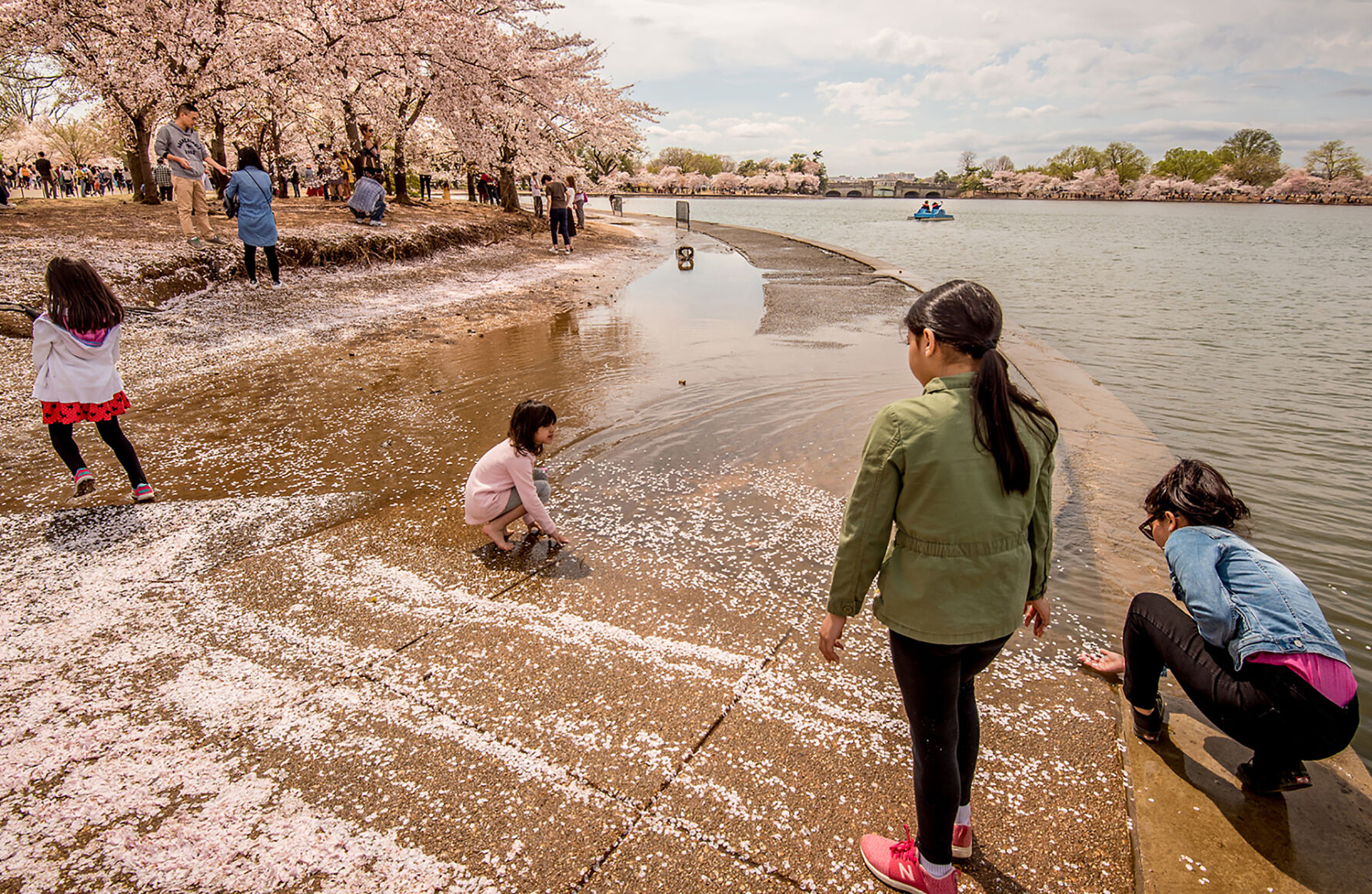 Flooding at Tidal Basin during Cherry Blossom Festival